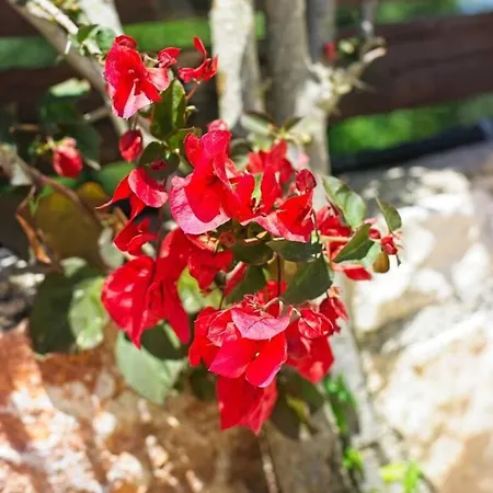Petalouda Stunning In Zante Villa Tragaki