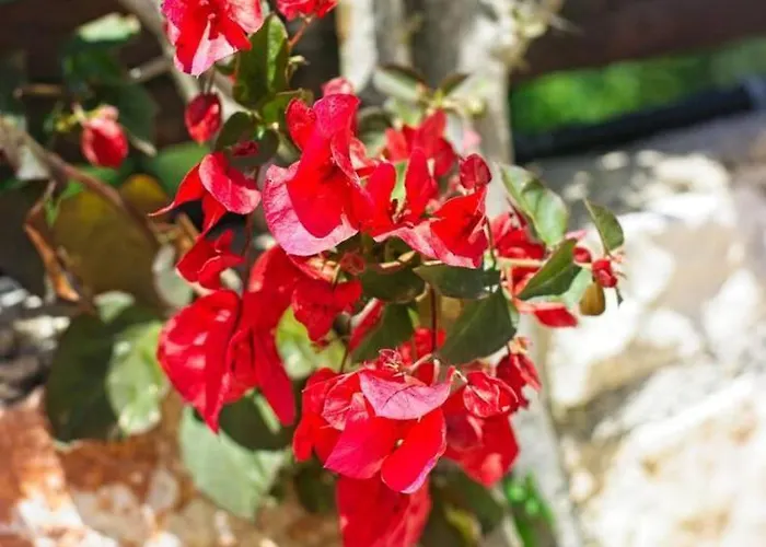 Petalouda Stunning In Zante Βίλα Τραγάκι